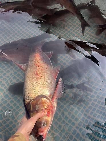 Молочные продукты и яйца: Живая рыба — толстолобик
Вес от 2,5 кг до 4 кг — 2