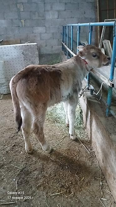 Продаю | Музоо, торпок | На откорм | Привязанные