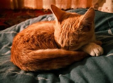 объявление отдам котят: Рыжий домашний котенок - Окрас: теплый рыжий табби с белыми — 1