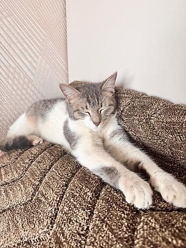 экзотическая кошка: Кошка даром: Экзотическая, 8 месяцев, Девочка — 5