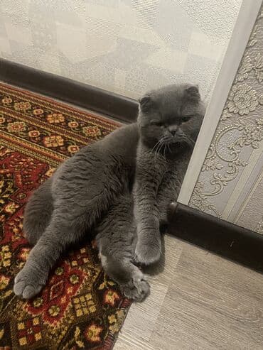 алабай 9 месяцев фото: Британская короткошёрстная, 1 год, Мальчик, Серый, Приучена к лотку — 2