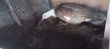 купить карликовых курей: Продаю утку 
селезень 
индаутка
мускусные утки — 2