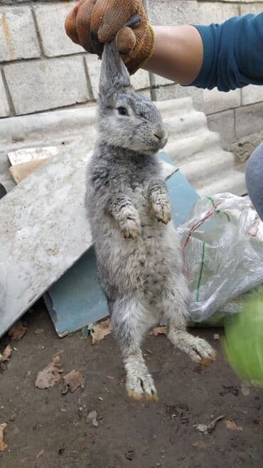 кролик декоративные: Коен 3 шт 
Шт 450 сом — 4