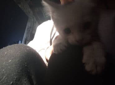 домашние кошки: Котёнок серый тигровый (мраморный табби) - Окрас: серо-коричневый с — 14