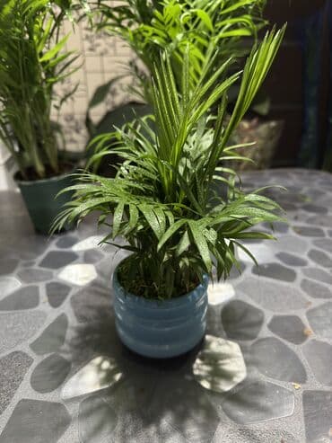 сафлоровое масло бишкек: Хамедорея (бамбуковая пальма) в горшке - Компактная комнатная пальма — 1