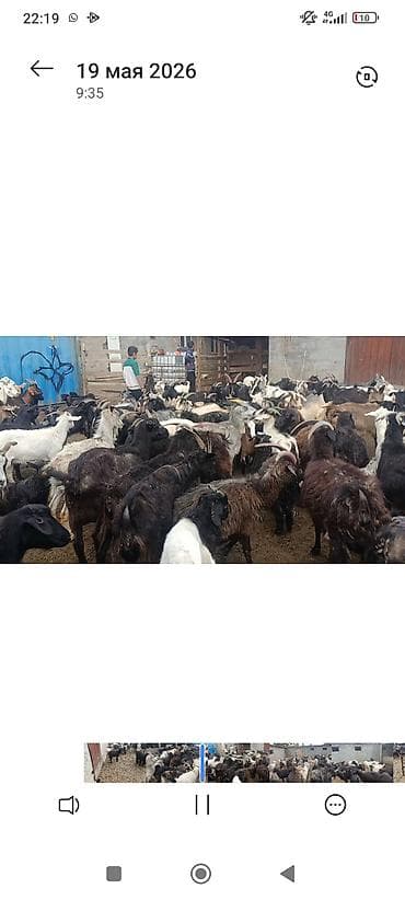 рыбы в аквариум купить: Продаю | Коза (самка) | Для разведения | Племенные — 6