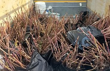 нарисовать кыргызстан: ❗СРОЧНО ПРОДАЕТСЯ МАЛИНА❗ «Полька» саженцы (ремонтантная) ✔ Крупная — 3