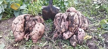 слива фрукты: Батат (сладкий картофель). Саженцы Особенности: - Сорт столового — 1