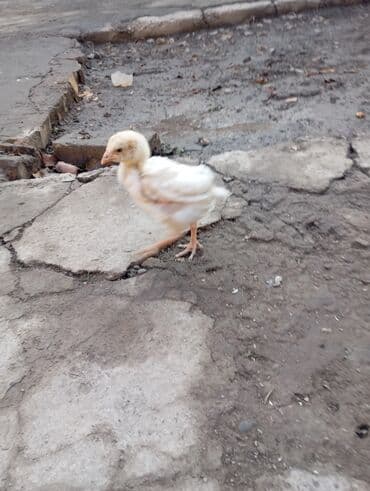 объявления о пропаже животных: Продаю | Цыплята | Дакан | Для разведения — 2