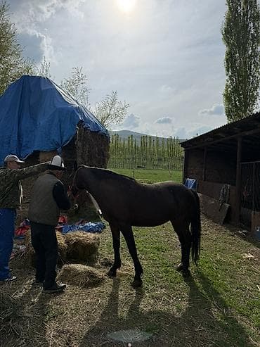 ручная крыса: Продаю | Кобыла (самка) | Полукровка | Для разведения — 5