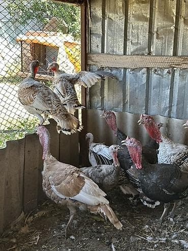 домашний куры: Продаю | Индюк (самец), Индюшка (самка) | Полукровка | Для разведения — 1