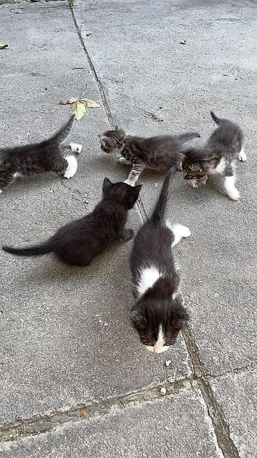 кошки бишкек: Отдам даром котят — 6