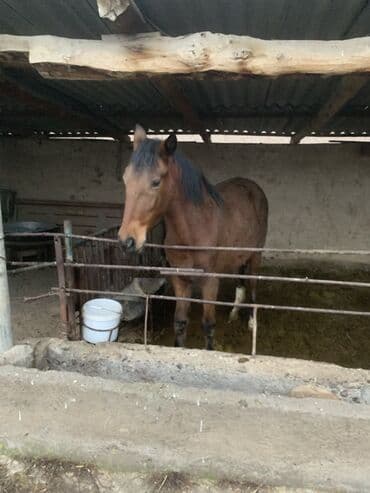 сколько стоит лабрадор собака: Продаю | Жеребец, Кобыла (самка) | Для разведения, Конный спорт, На забой | Племенные — 5