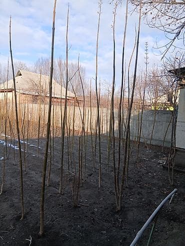 военные одежда: Павловния кочоттору Сатылат калемче кочоттор 4жылдан бери сатамын — 4