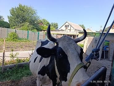бала мышык: Сатам | Уй (ургаачы) | Голштин | Сүт алуу үчүн | Байланган — 1
