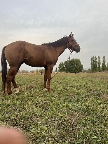 купит лошат: Продаю | Конь (самец) | Конный спорт — 10