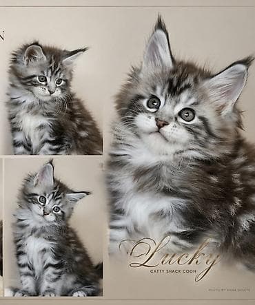 ит атаар: Предлагаются к предварительному бронирование девочка мейкуна — 2