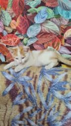 во сколько месяцев стерилизовать кошку: Трое маленьких активных пушистика ищут своего доброго заботливого — 22