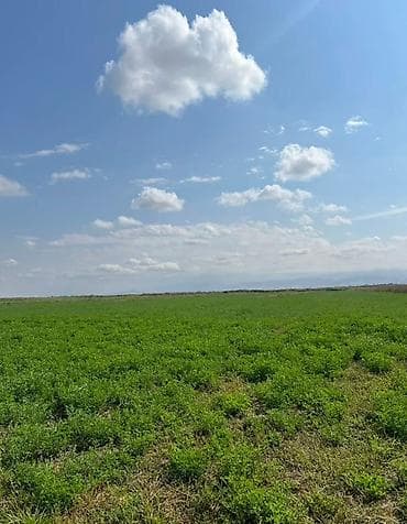 арбуз поля: 500 соток, Для сельского хозяйства, Красная книга — 3