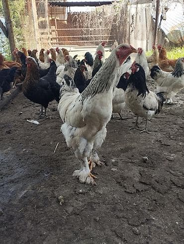 продаю цеплята: Продаю | Куры | Полубрама, Домашняя | Несушки — 4