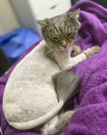 сколько стоит поводок для кошек: Стрижка кошек (груминг) с моделированием “лев” - Профессиональная — 1