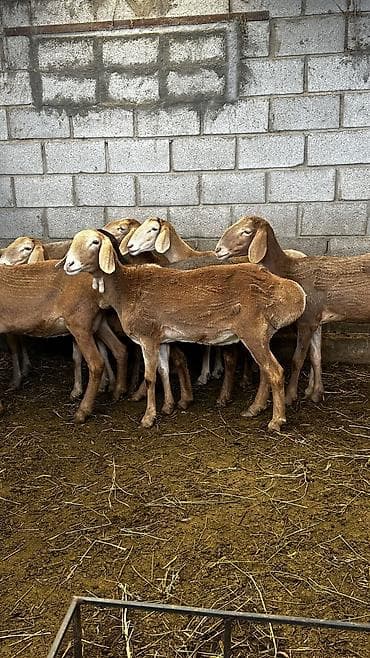 кормушки для животных: Продаю | Овца (самка) | Арашан | Для разведения | Племенные, Матка, Ярка — 1