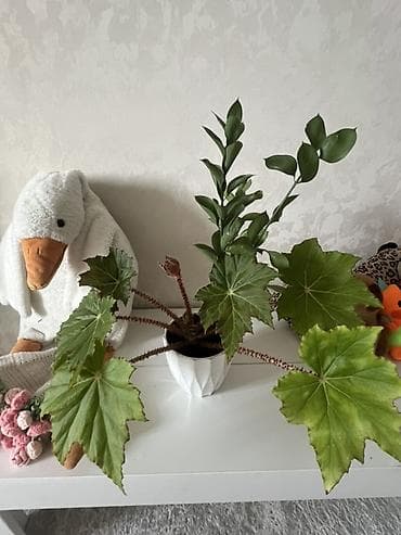 Фиалкалар жана глоксиниялар: Комнатные растения в горшках 1) Камелия (штамбовая форма, крупный — 2