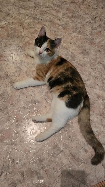 Мышыктар: Мышык бекер берилет: Породасыз, 6 айлык, Ургаачы, Лотокко барууга үйрөтүлгөн — 2