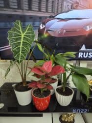 кастрюля большая: Спатифиллум (Spathiphyllum) в декоративном кашпо - Крупный, густой — 14