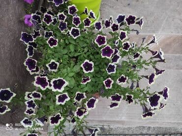 газовые плиты новая: Новый — 21