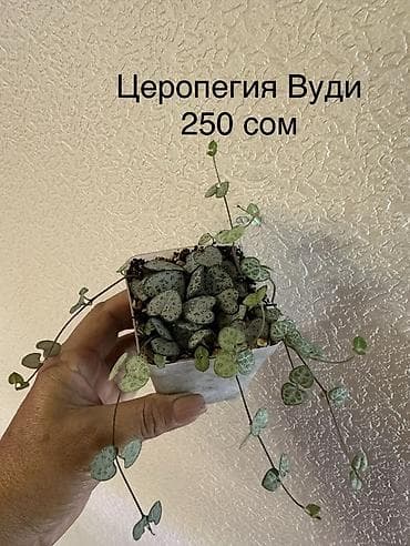 Комнатные растения: Укоренённые черенки от 150 до 350 сомов — 8