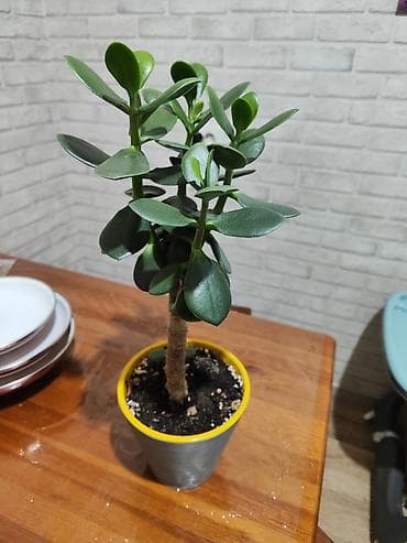 Толстянка (денежное дерево) в горшке. - Сорт: Crassula ovata