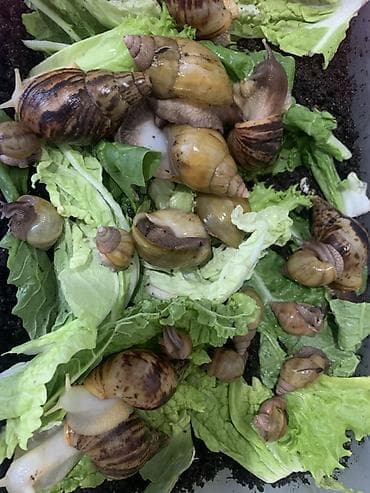 Животные: Африканские сухопутные улитки Ахатина (размеры от молодых до взрослых — 2