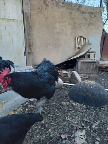 цыплята бролер: Продаю | Куры | Домашняя | Для разведения — 4