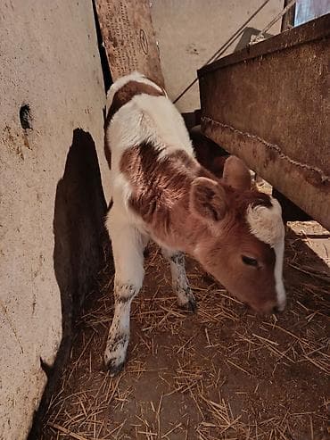 кок беде: Продаю | Музоо, торпок | Для молока | Искусственник — 1