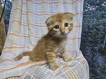 Шотландский вислоухий,мальчик,1,5 месяца кушает сам,к лотку приучен