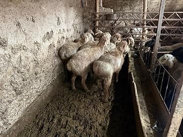 баран купить бишкек: Продаю | Ягненок | На забой | Ярка — 2