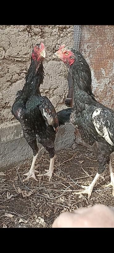 На продажу жожики миксованные О Шамо+Шалпан цена по 4000 сом