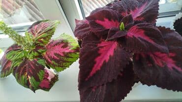 Уход и хранение одежды: Колеус (плектрантус скумариновый) с эффектной вариегатной листвой — 5