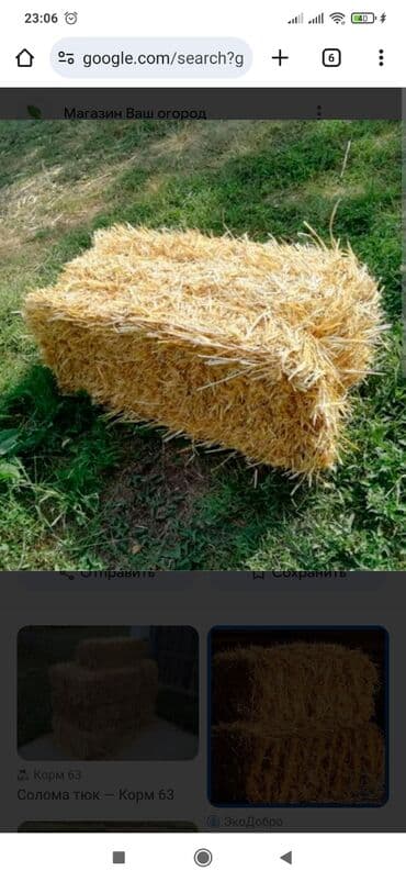 наполнитель для животных: Солома в тюках - Прессованные прямоугольные тюки соломы, аккуратная — 2