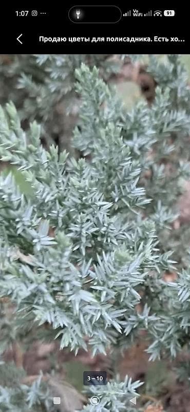 Комнатные растения: Комнатные растения и подвес для кашпо - Сансевиерия (Sansevieria — 9