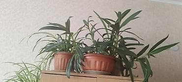 домашнее растение: Традесканция сидячецветковая (Tradescantia spathacea/флоттинг) — 7