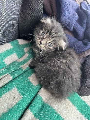 скоттиш фолд цена: Скотиш Фолд (Шотландская вислоухая), 2 месяца, Девочка, Серый — 2