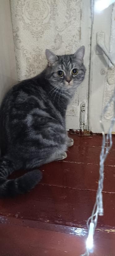 продажа котят британцев: Британские короткошёрстные котята, классический мраморный и тигровый — 3