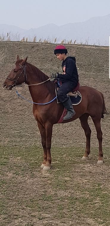 союш кой: Продаю | Жеребец | Полукровка | Конный спорт | Племенные — 5