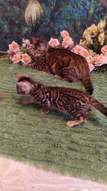 куда можно отдать собаку в бишкеке: Бенгальская, 2 месяца, Девочка — 20