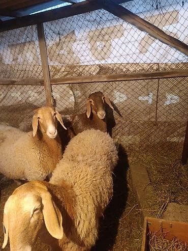 А/ч жаныбарларын сатам: Сатам | Ургаачы кой (ургаачы) | Көбөйтүү үчүн | Ургаачы — 3