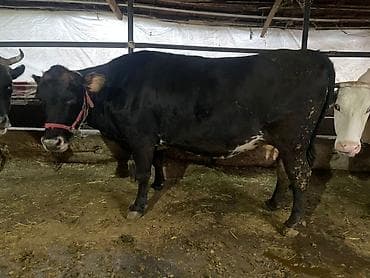 купить сокола в питомнике: Продаю | Корова (самка) — 4