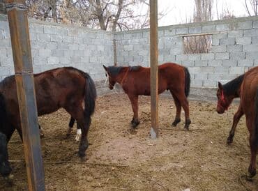 дойный коров: Продаю | Жеребец — 3