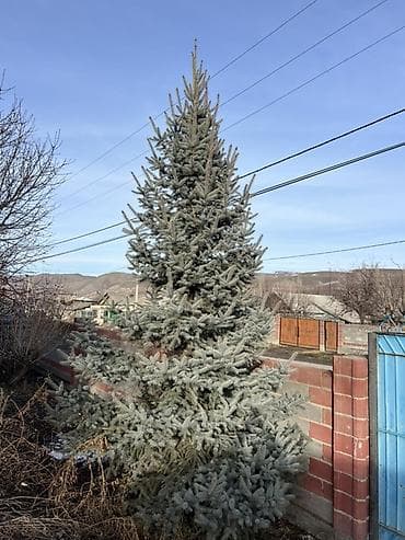 Чарбалык товарлар: Көчөттөр дарактардын: Карагайлар — 2